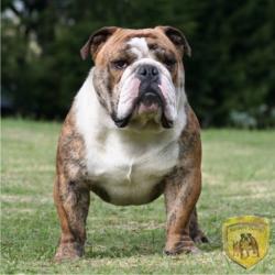                                                              link:www.google.com criadero  de bulldog ingles y bulldog frances en colombia